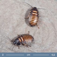 4ad85064-9ab4-486d-b6af-2bdd6f98081d_4_5005_c-jpeg