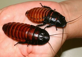 madagaskar2-962-x-675-jpg